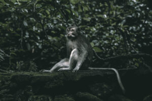 monkey in monkeyforest ubud