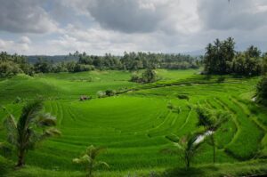 Rice terracce ubud